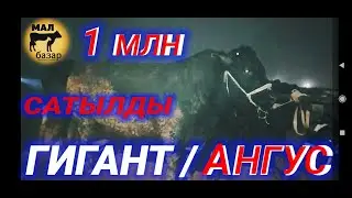 САРЫАҒАШ МАЛ БАЗАРЫ | ІРІ ҚАРА МАЛ БАҒАСЫ | Мал базар 2024