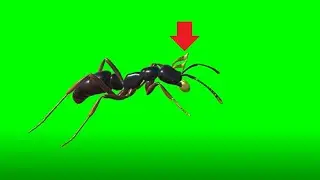 Ants Stealing Music Notes Green Screen Animation 3D