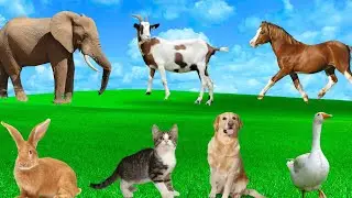 Cute Animal Moments - Elephant, Horse, Dog, Cat, Rabbit, Pig - Animal Sounds