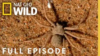 8 Legged Killers (Full Episode) | World's Deadliest