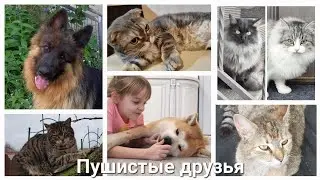 Наши ПУШИСТЫЕ ДРУЗЬЯ. Снимает и рассказывает моя Дашенька. Её ПЕРВОЕ ВИДЕО  📹