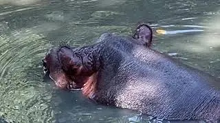 Олегу Алексеевичу и Марио ЕСТЬ О СЕМ ПОГОВОРИТЬ !