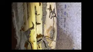 Termites (Coptotermes) running around inside wall cavity