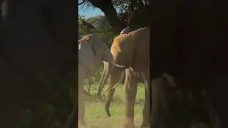 Wild Elephant fight caught on camera | Intense Forest Battle #elephant #wildlife #africanelephant