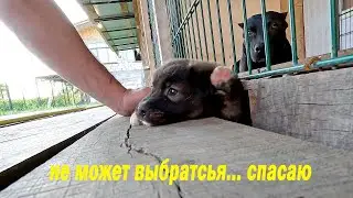 Застрял, вытаскиваю малявку. Волки вышли наконец то к питбулям ! Волкособ газует на питбуля Араба