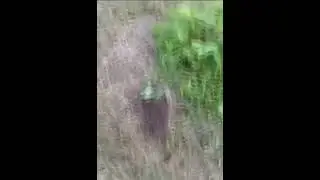 Ежик