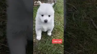 собачка гав гав