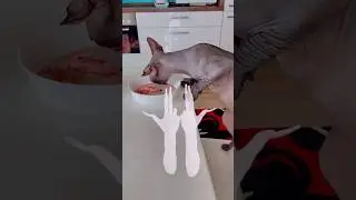 Эти странные пальцы не дают куце покушать