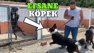 YENİ KÖPEK BERNESE DAĞ KÖPEĞİ HADES’E GİDER YAPTI!