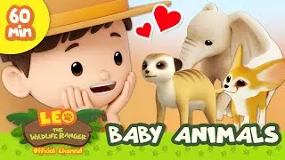 🍼 BABY Animals! 🍼 Sloth, Fennec Fox & More | Leo the Wildlife Ranger | Learn Animals | Kids Cartoons