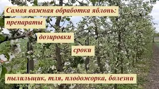 Самая важная обработка яблонь