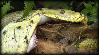 Python Eats Goat 02 Time Lapse