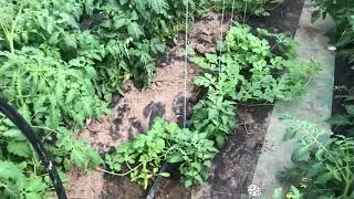 Что творится с моими томатами?! Юлия Миняева: Обзор моего огорода в начале июля. часть 2.