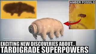 Surprising Discoveries About Tardigrade Superpowers and Their Origin