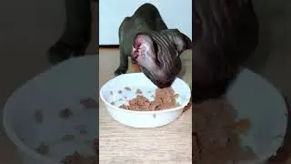 Лысая кошка сфинкс кушает и издаёт странные звуки