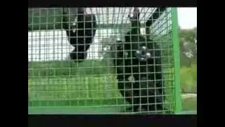 Baby Teco Plays With Nyota