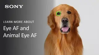 Sony Alpha Camera Feature Overview | Real-time Eye AF for Humans and Animals