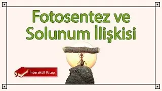 AYT Biyoloji | Fotosentez ve Solunum İlişkisi 
