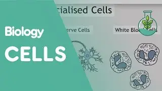 Intro To Cells: Animals & Plants | Cells | Biology | FuseSchool