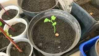 Гинкго двулопастный вырастил из семян посадка и  уход мой 100% метод 🌱 Как вырастить Гинкго