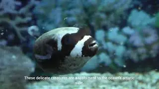 Top 10 Amazing Sea Creatures - Top 10 Amazing Sea Creatures And Things To Do 2023 Video