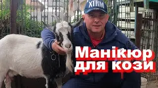 Манікюр для кози. Село | Травецький