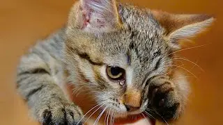 A pregnant cat was brought in for euthanasia. She cried in the veterinarians' arms!