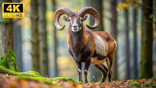 Baby Animals 4K (60FPS) - Happy Wild Baby Animal World With Relaxing Music (Colorful Animals Life)
