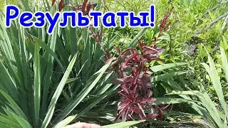 Результаты садовых экспериментов - весна 2021. Как дела у фисташек, фундука, миндаля, винограда.