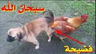 فضيحة الكلب و ديك علاقة جماع غير شرعية😱😱