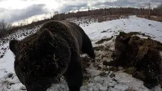 Что - то надо делать медведям.