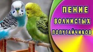 Пение волнистых попугайчиков.  Для релакса