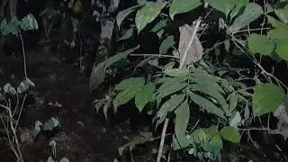 Misteri Kepala Glundung
