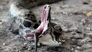 Python vs Python 01 - Snake Cannibalism