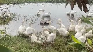 Home Farm | The Siamese duck flock is in the molting stage, preparing for strong growth