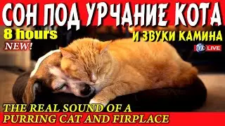 Урчание кота у камина для сна. CAT purring by the fire for sleeping, 8 hours.