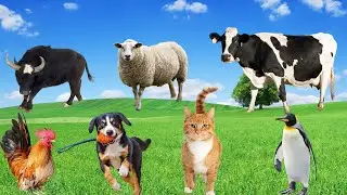 Animal Food - Sheep, Dog, Cat, Buffalo, Penguin, Chicken - Adorable Animals