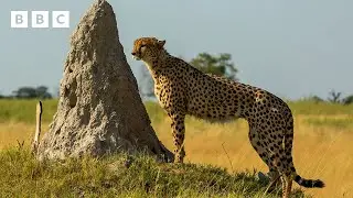 Hungry cheetah races for its dinner - BBC