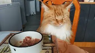 Мейн кун Степа и кот Тихон. Кота подняли, но не разбудили.