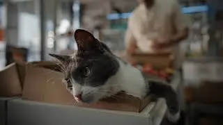 Cash, the bodega cat | Chewy commercial