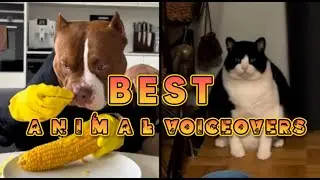 Best Animal Voiceovers - Ep. 74 (NEW)