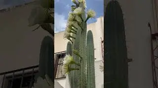 А вы видели,КАК ЦВЕТЁТ КАКТУС !!!🌵🌵🌵Полюбуйтесь.🤗 #какцветёткактус #цветоккактуса #кактус