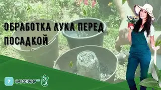 Обработка лука перед посадкой