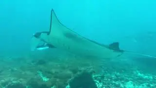 Komodo Scuba Diving - Last Day - 2024