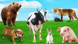 How interesting are farm animals - cow, chicken, buffalo, goat, dog - Animal moments