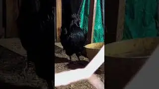 Ayam Cemani struts to the beat ✨SUPER RARE CHICKEN ✨🐓 