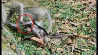 Oh Got! Break Heart-Kidnapper monkey Steal Baby long time-Mom get baby Back/Part2