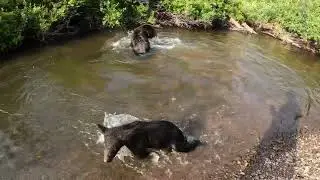 Медведи вышли на речной простор.