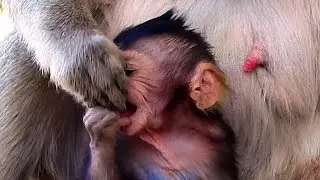Not Hungry ! Angry Mom ! Adorable baby monkey angry mom bite hand mom.