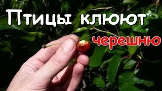 ОТПУГИВАТЕЛЬ ПТИЦ - как спасти черешню от скворцов/воробьев, которые бьют/клюют ягоды. Что делать.